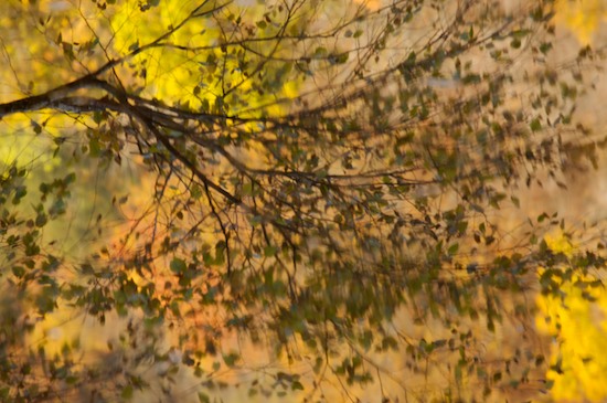 Autumn;Big South Fork National Recreation Area;Branches;Fall;Foliage;Gold;Green;Leaf;Leafy;Leaves;Orange;Pine;Reflection;Reflections;Rocks;Tennessee;Vein;Water;Yellow